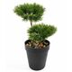 Lilium dekorativni bonsai 33cm 567317