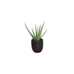 Biljka u saksiji Aloe vera 33 cm
