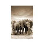 DekorDom Slika 80x120cm Toir21117 - Elephants