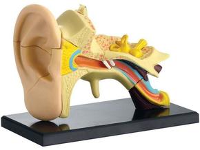 Pertini Model Ljudskog Uha Sk012
