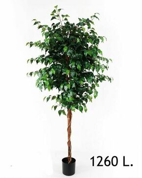 Lilium dekorativni zeleni bendžamin 170cm 567286