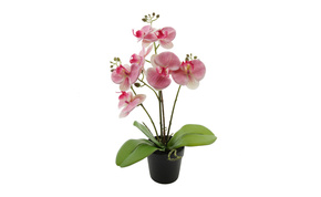 Biljka u saksiji Orhideja roze 60cm