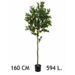 Lilium dekorativno stablo limuna 160cm 567307