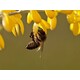 Maticni mlec ~ Bee Power 50 kapsula Cali vita