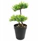 Lilium dekorativni bonsai 33cm 567315