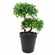 Lilium dekorativni bonsai 33cm 567316