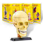 Pertini Toys Model ljudske lobanje PERTINI