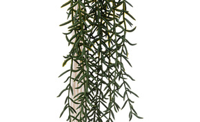 Viseća biljka u saksiji Grass 10x92cm