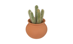 Biljka u saksiji Cactus 8x17cm više vrsta