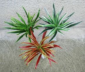 Veštačka biljka Dracena u tri boje 50 cm 205273
