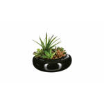 Biljka u saksiji Succulent 20x6cm