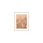 Slika sa ramom Golden Wheat 50X70cm