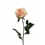Cvet ROSA DIJON 64cm 12172-8 - Cream/Pink - NNT